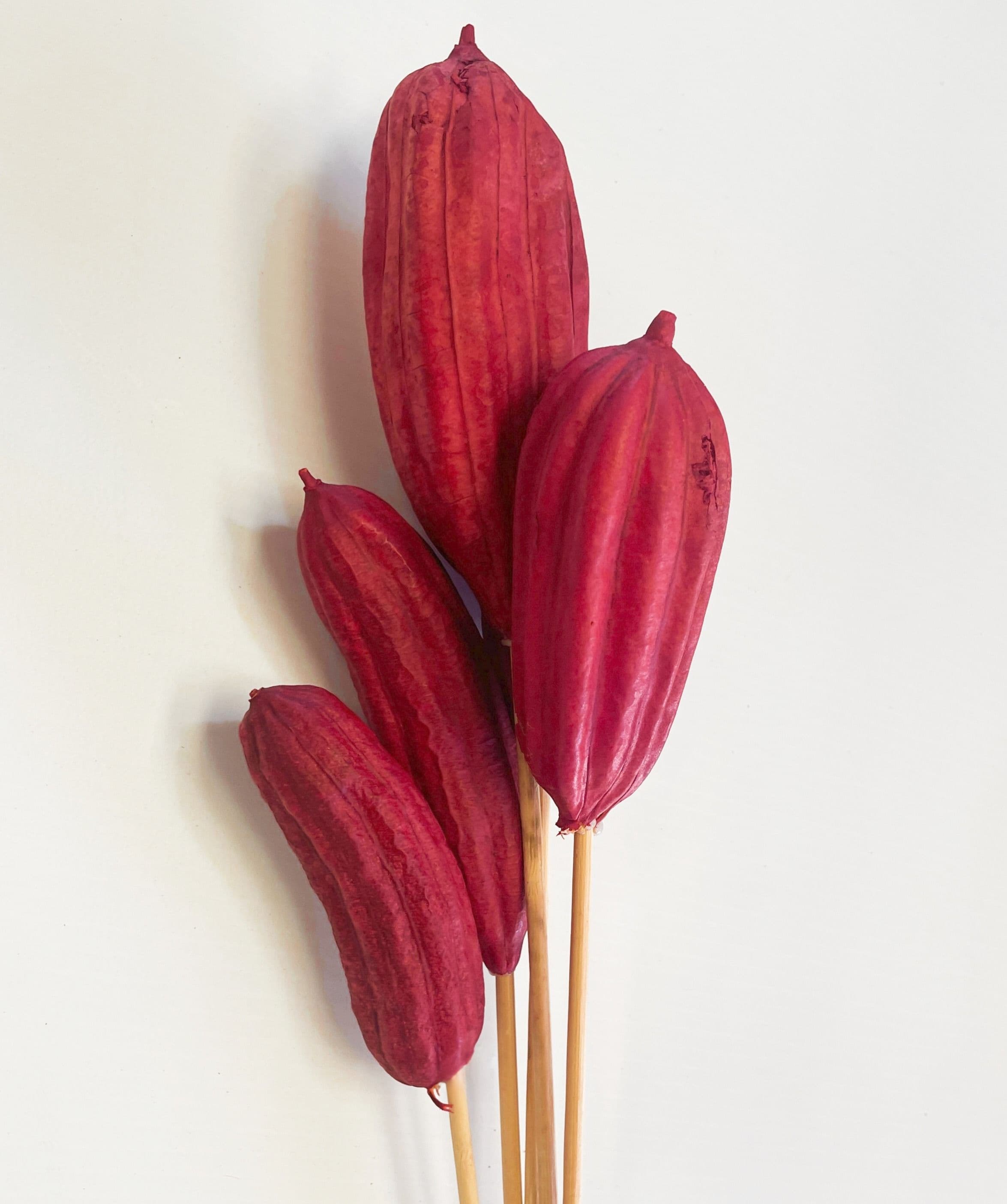Jinga Pod Dried Red 18"
