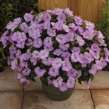Impatiens Sun Comp Orchid Blush