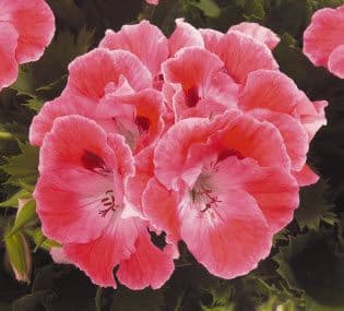 Geranium Regal Sunrise