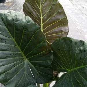 Alocasia Regal Shields