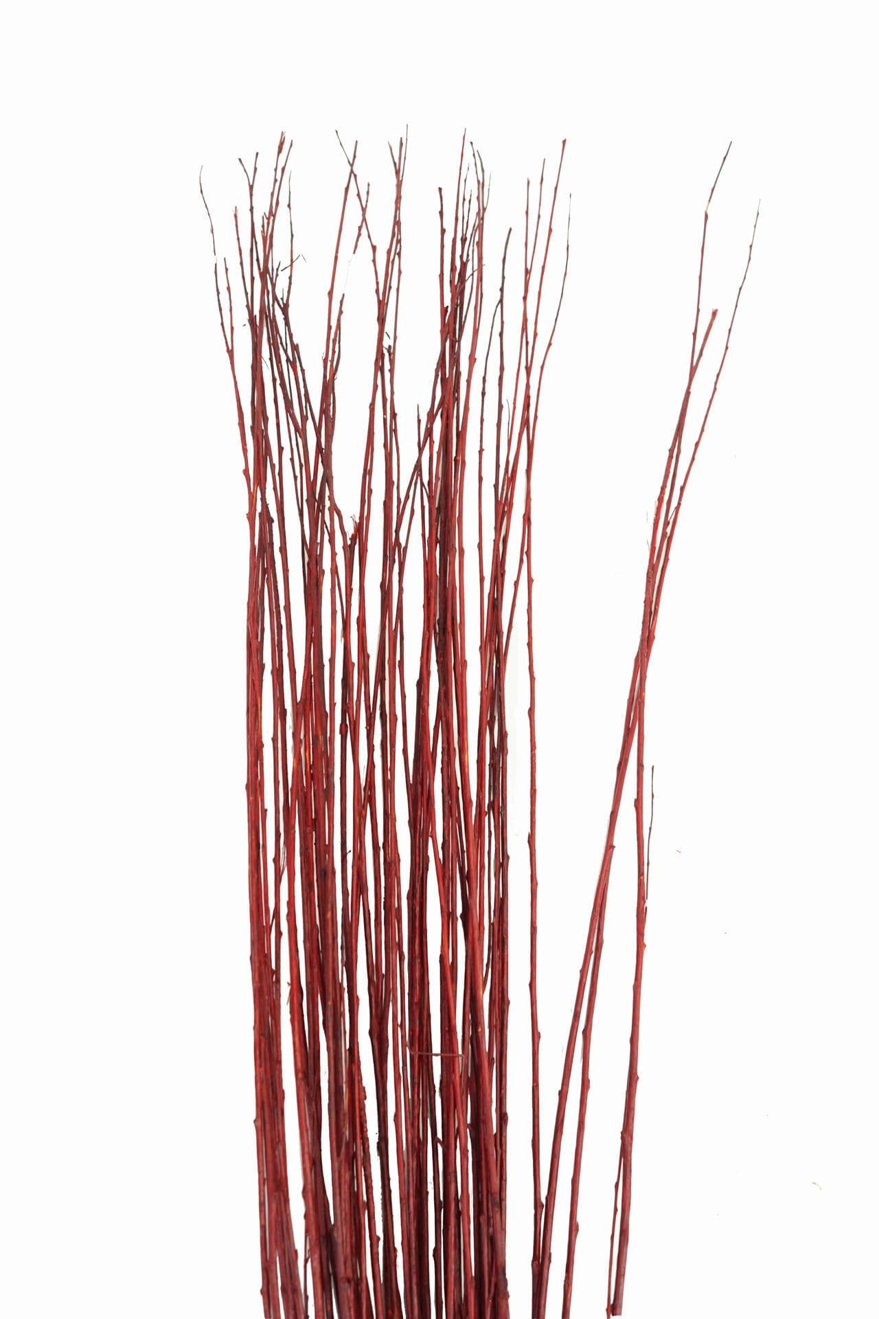 Flame Willow Burgundy Red Dried 48"