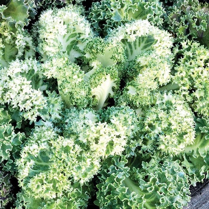 Kale Yokohama White