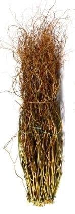 Curly Willow Medium Green 52"-60"