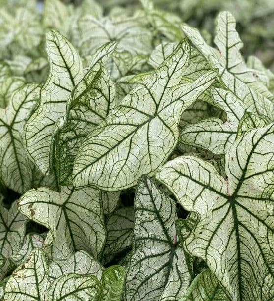 Caladium Allure