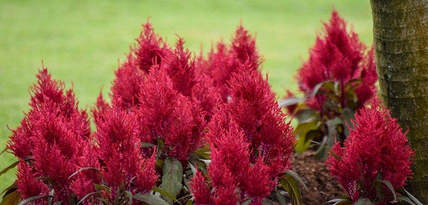 Celosia Dragons Breath