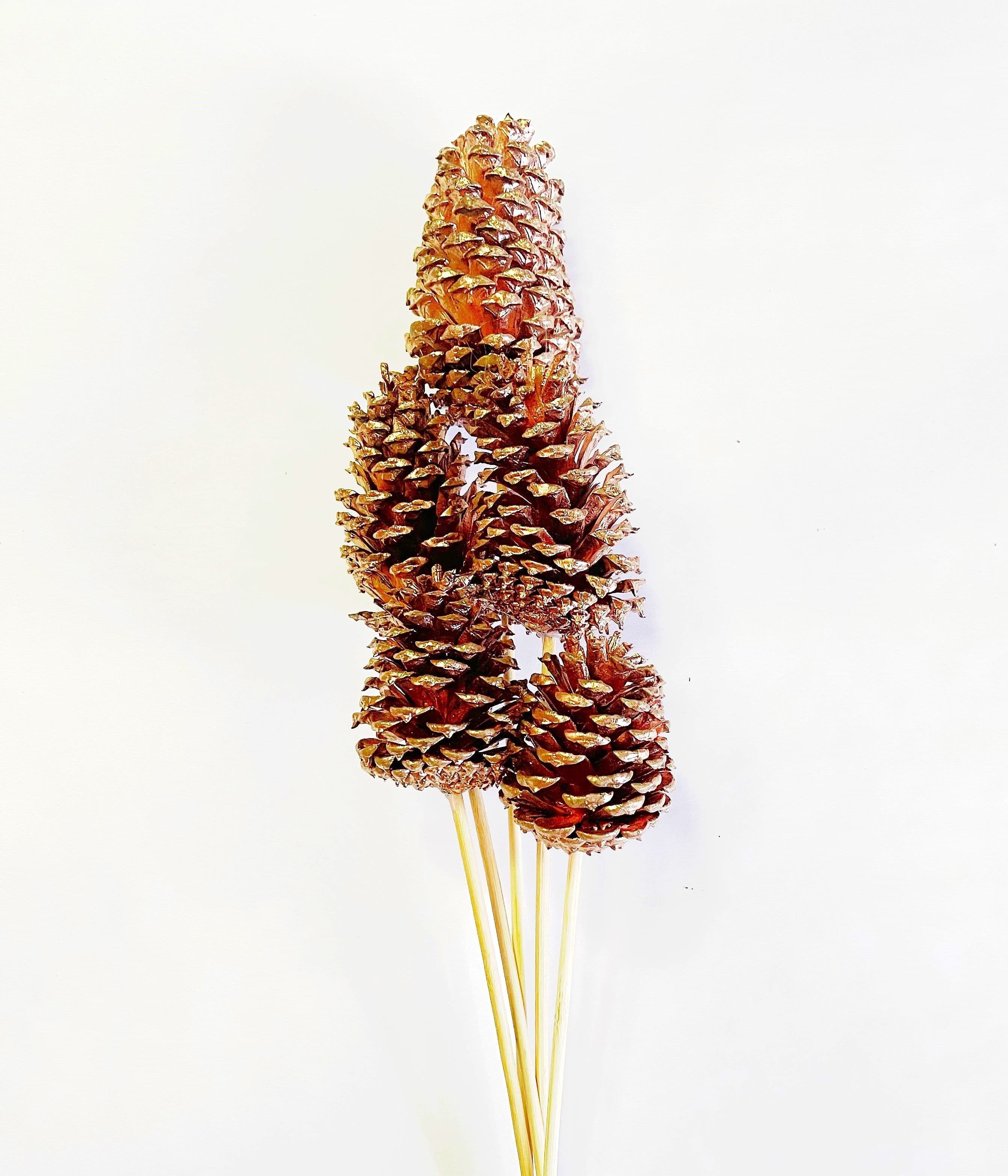 Pine Cone Reg Copper