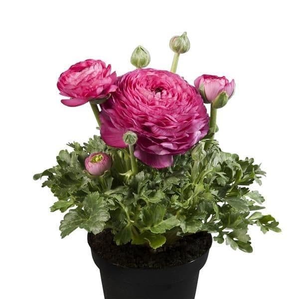 Ranunculus Sprinkles Pink