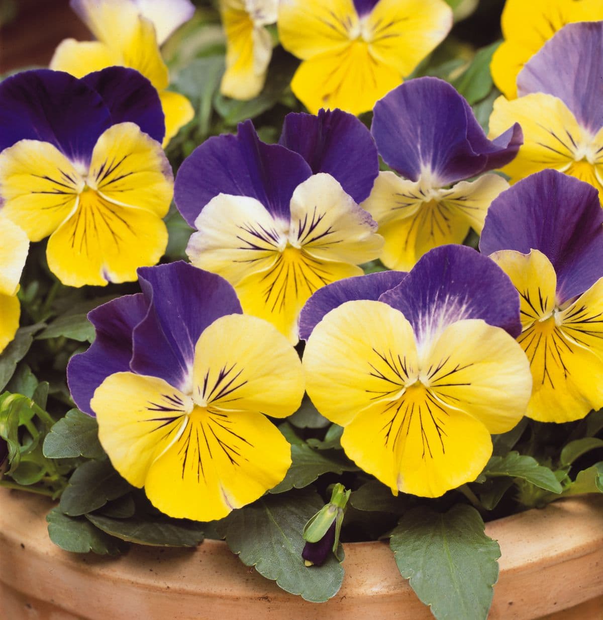 Pansy Matrix Morpheus