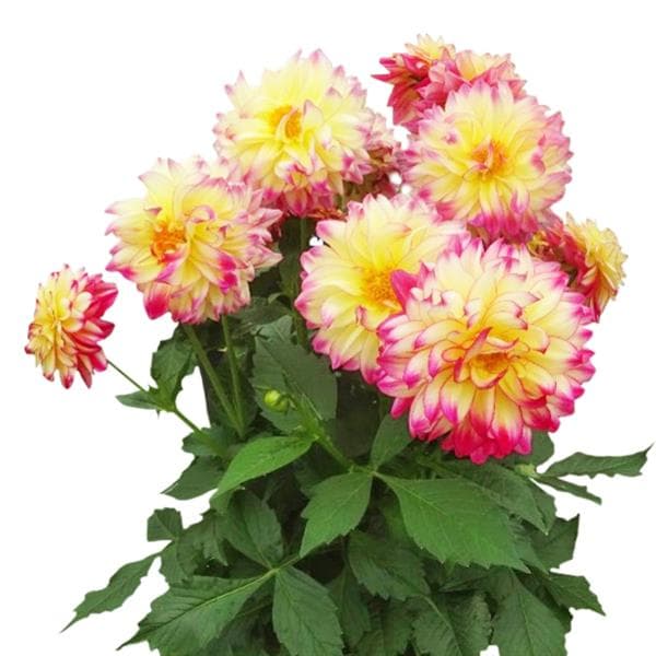 Dahlia Labella Maggiore Fun Pomegranate