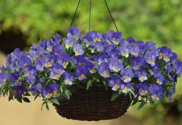 Pansy Cool Wave Blue