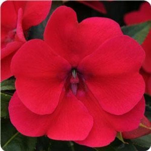 Impatiens Bounce Cherry