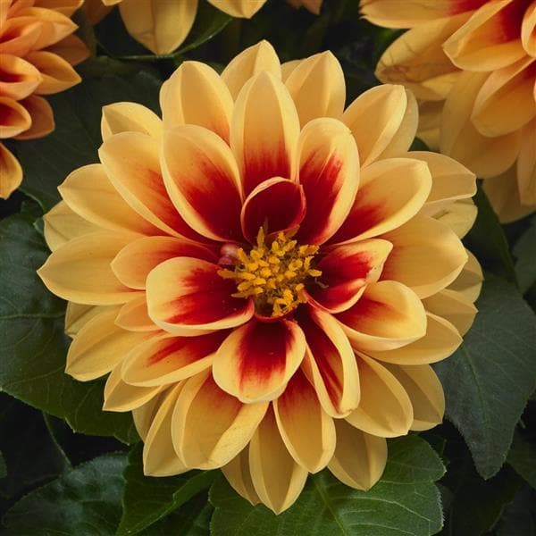 Dahlietta Candy