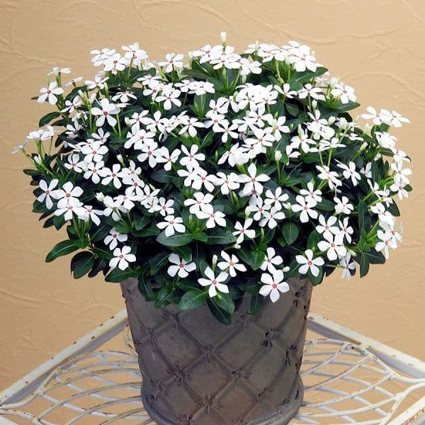 Vinca Soiree Kawaii White Peppermint