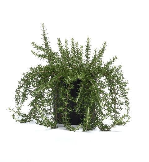 Rosemary Blue Cascade