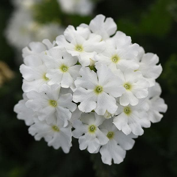 Verbena Cadet White