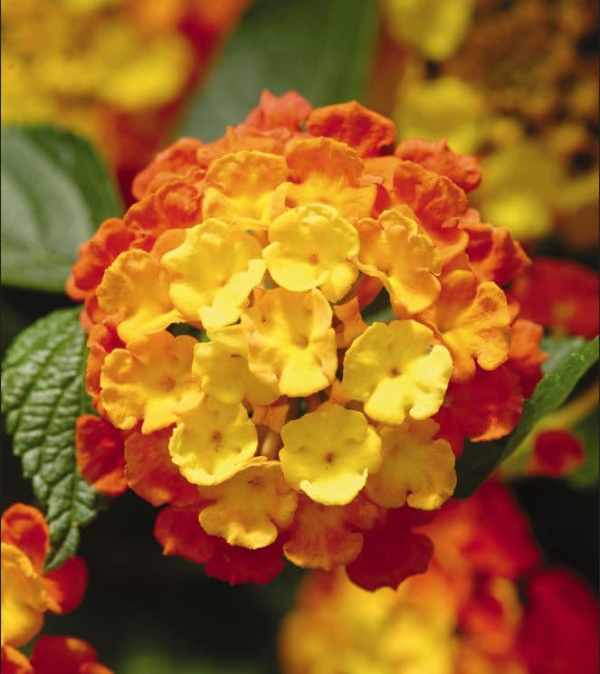 Lantana Landmark Citrus