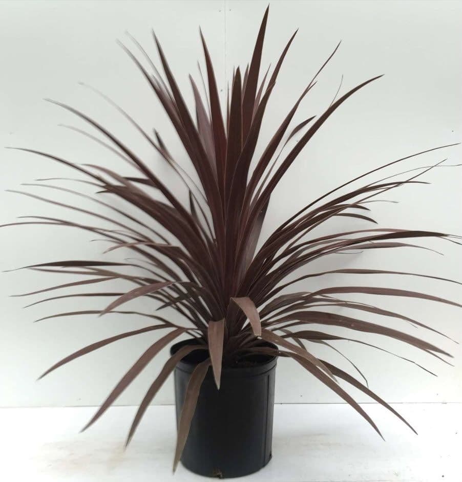 Cordyline Red Star