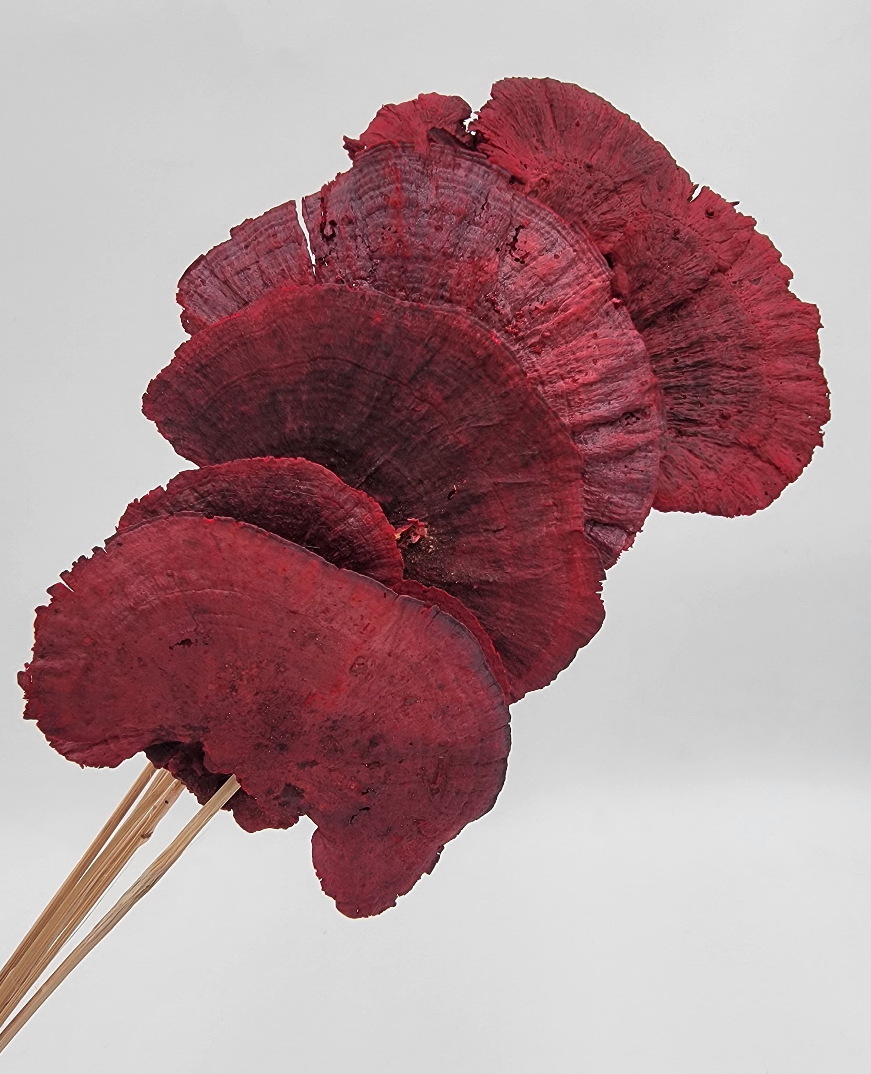 Mushroom Dried Red