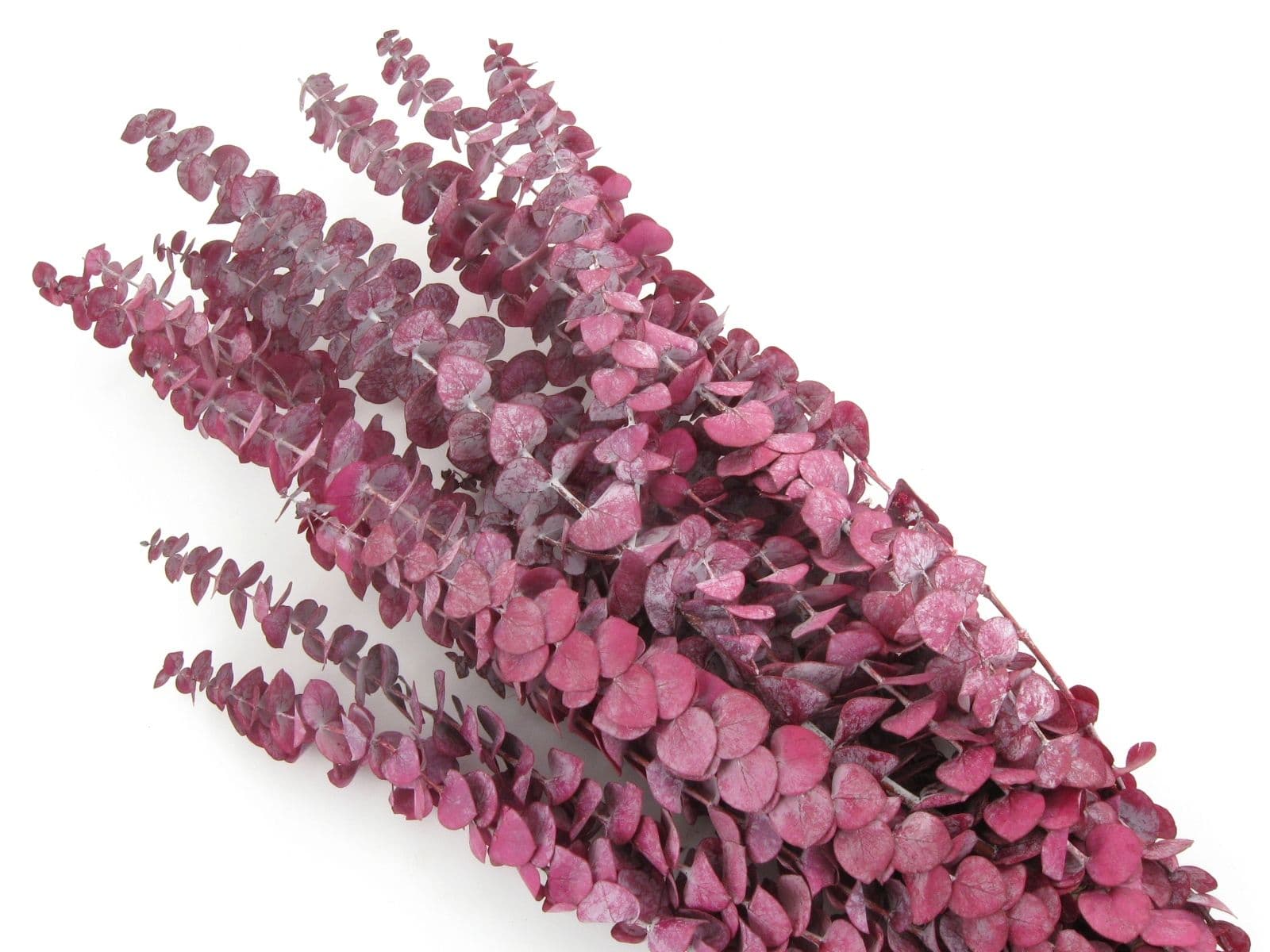 Eucalyptus Preserved Frost Red Bunch