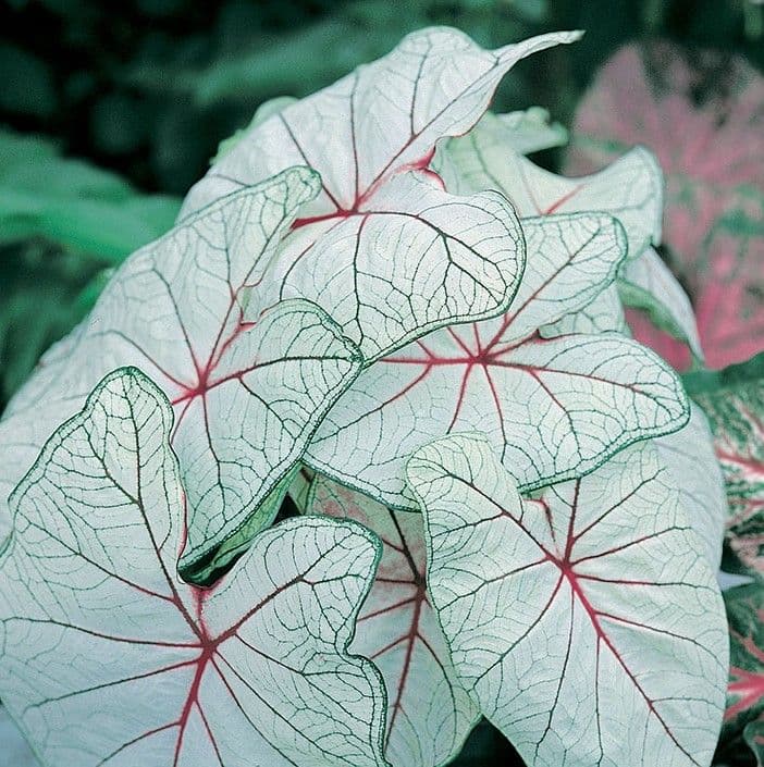 Caladium Fantasy