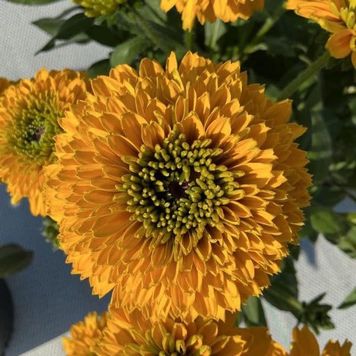 Rudbeckia Sunbeckia Noa