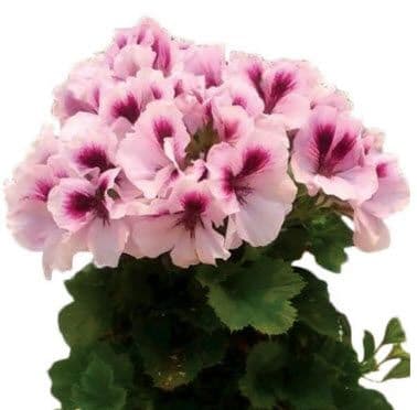 Geranium Regal Elegance Emma