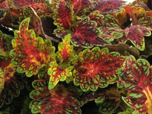 Coleus Watermelon