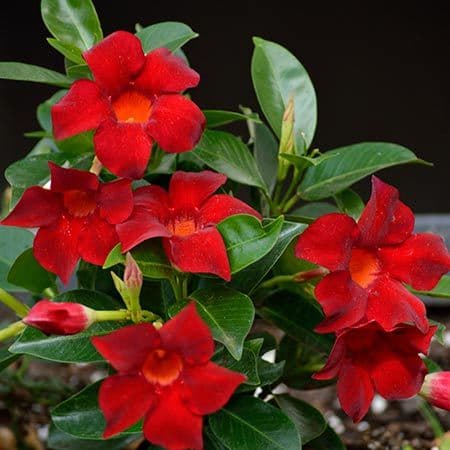 Mandevilla Hoop SunParasol Pretty Crimson Red