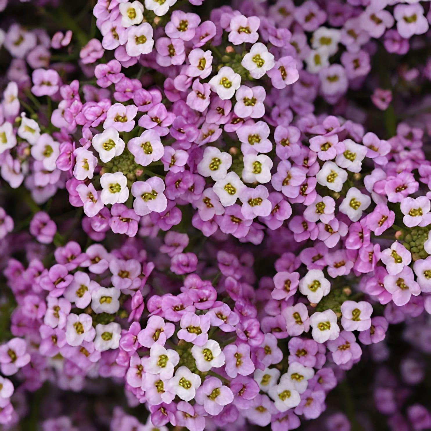 Lobularia Easy Breezy Pink