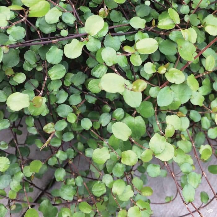 Muehlenbeckia Creeping Wire Vine