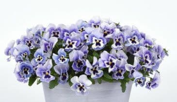 Pansy Top Wave Marina
