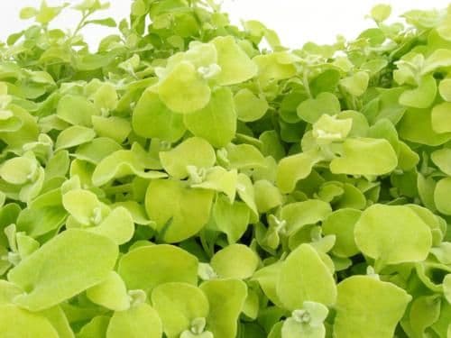 Helichrysum Lime