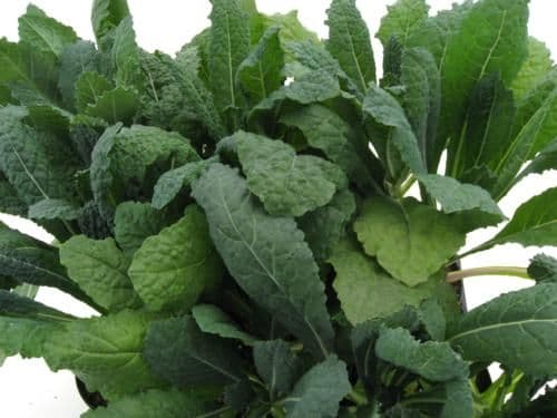 Kale Nero Di Toscano