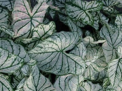 Caladium White Christmas