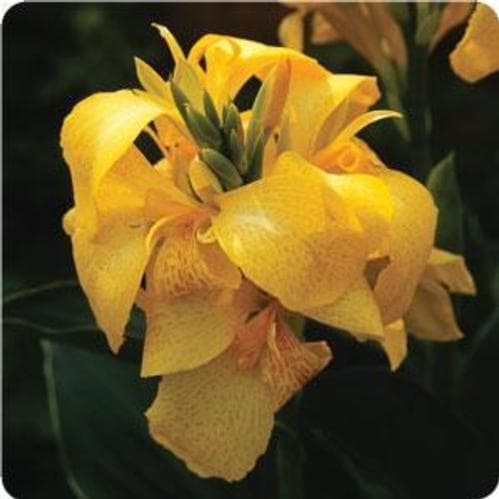 Canna Cannova Yellow