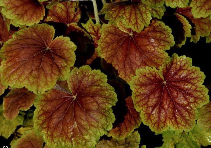 Heuchera High Hopes