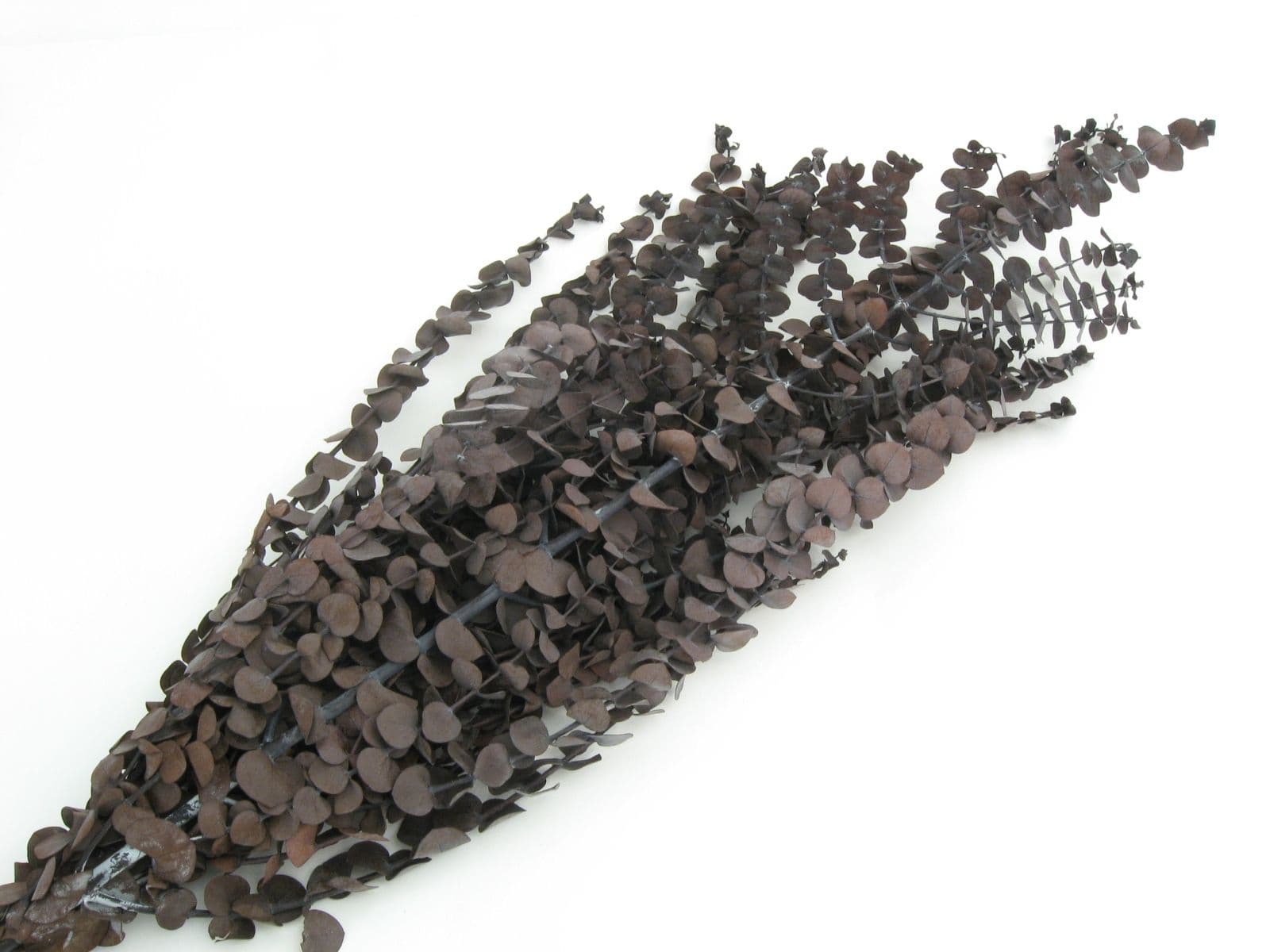 Eucalyptus Preserved Chocolate Bunch