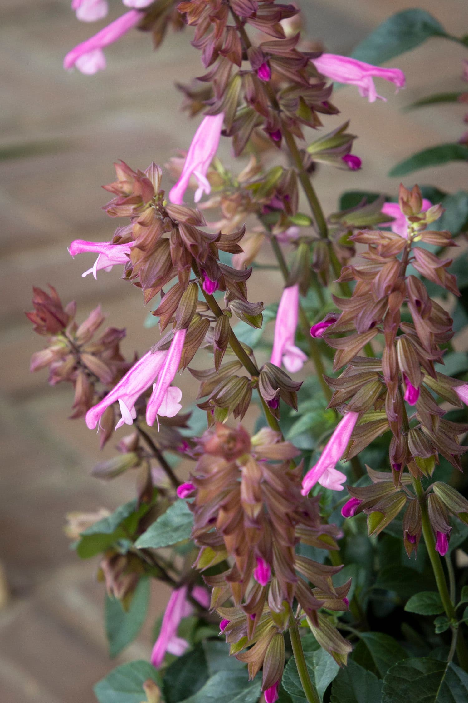 Salvia Skyscraper Pink