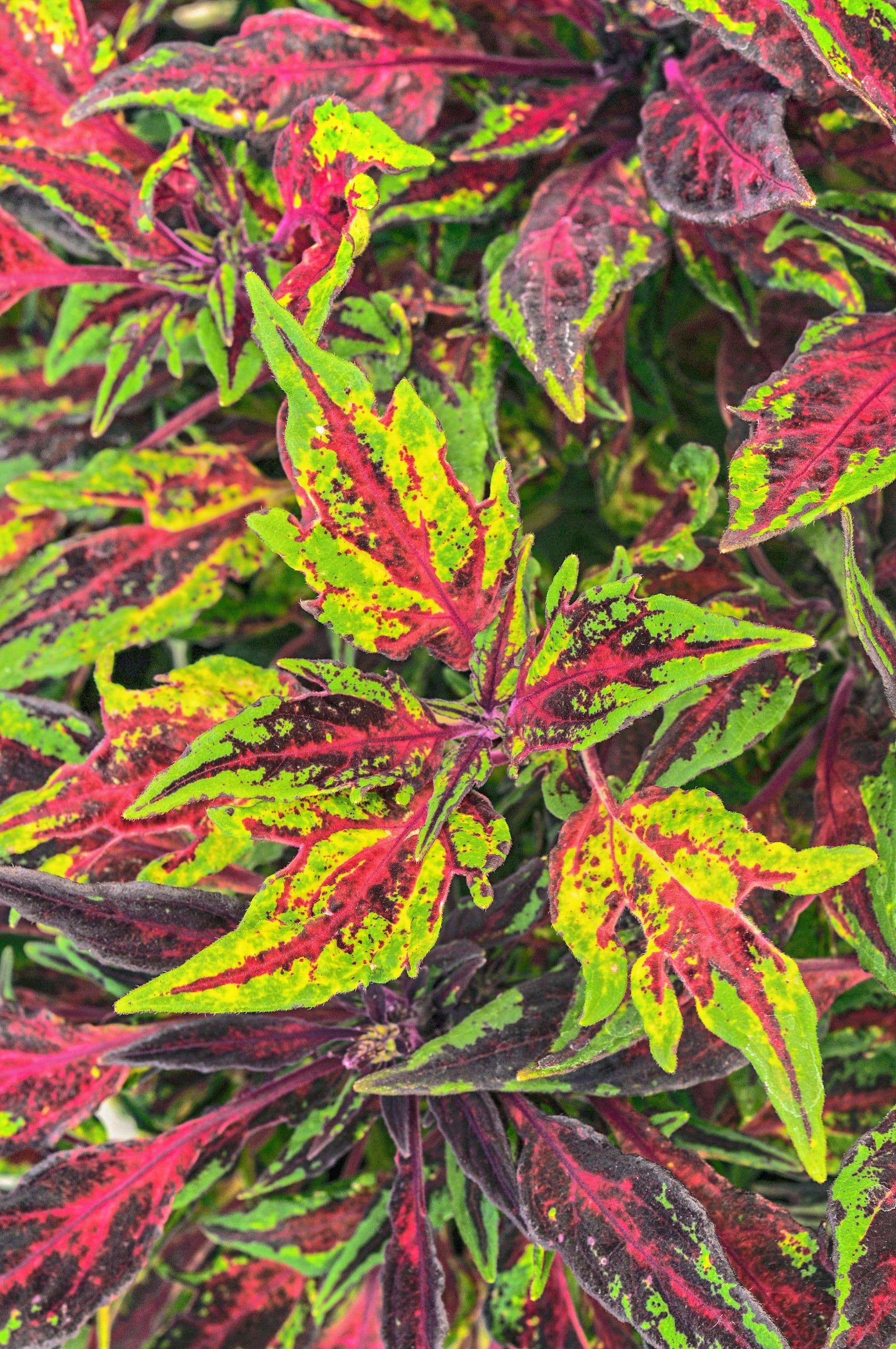 Coleus Flamethrower Chili Pepper P35 (18)