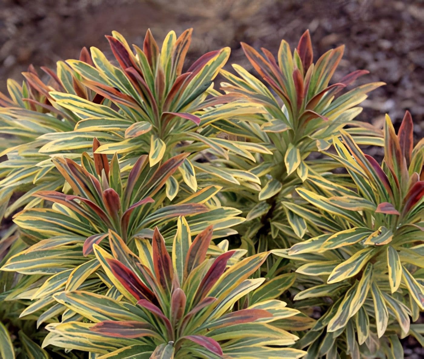 Euphorbia Ascot Rainbow