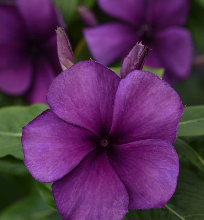 Vinca Tattoo Blueberry
