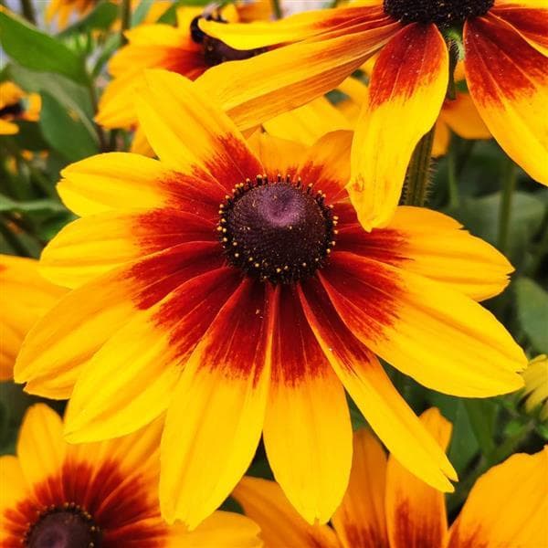 Rudbeckia Sunspot Yellow Bicolor
