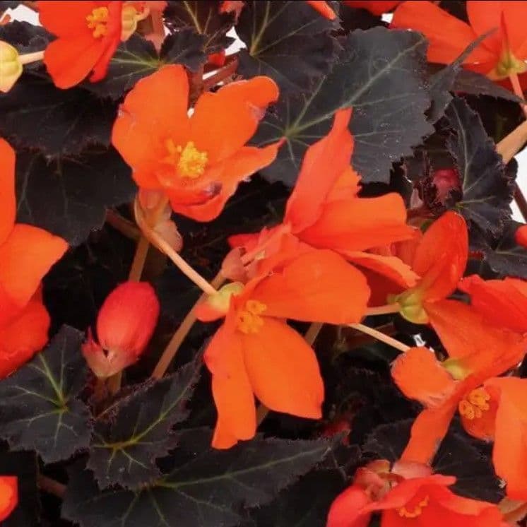 Begonia Shine Bright Espresso Orange