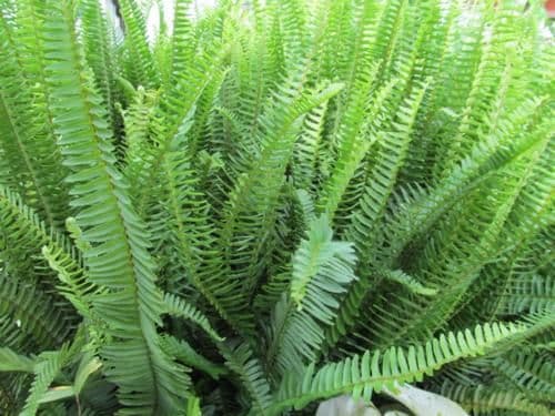 Fern Emerald Queen
