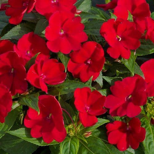 Impatiens Sun Comp Deep Red
