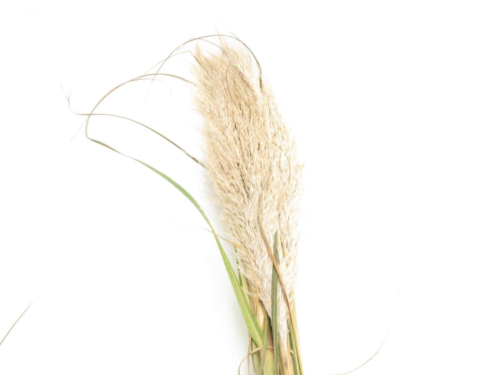 Pampas Grass