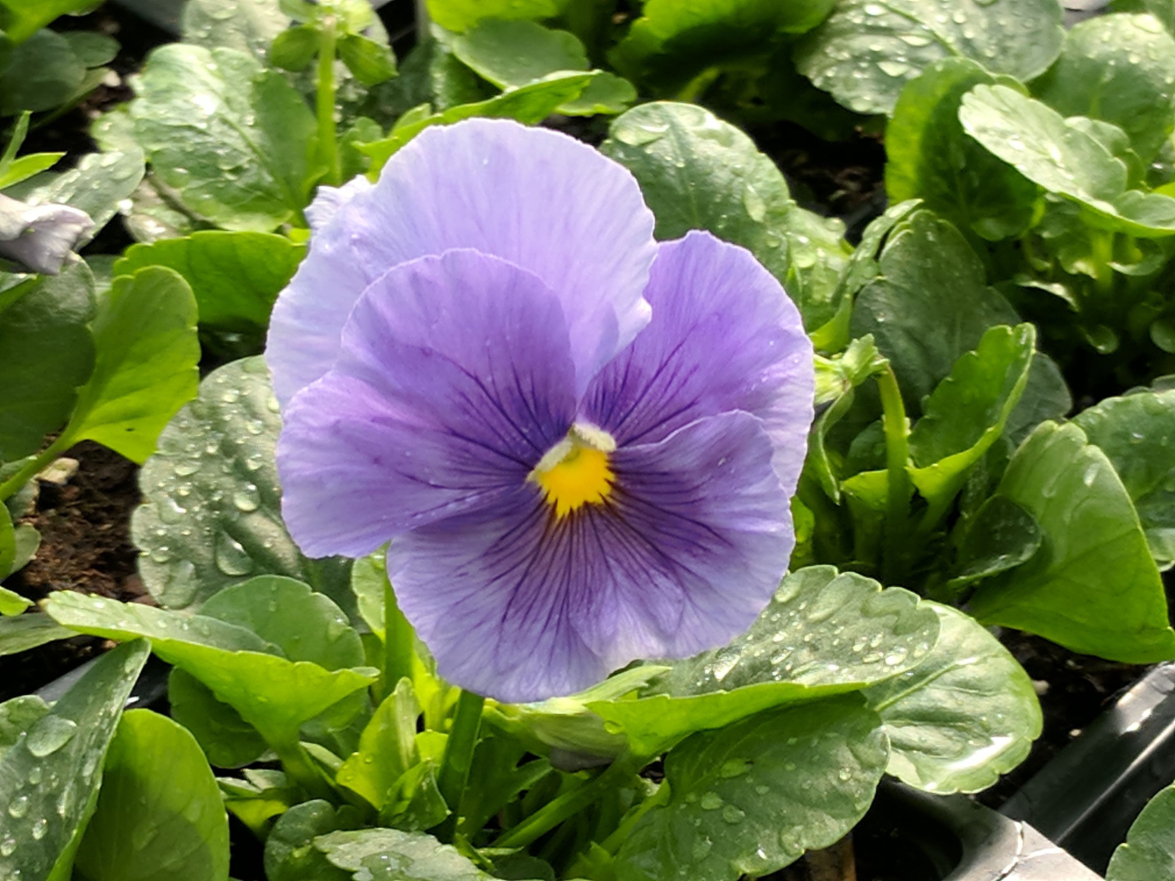 Pansy Delta Pure Light Blue