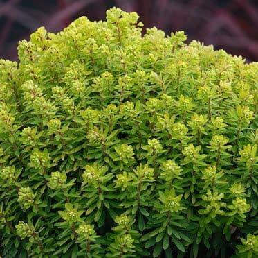 Euphorbia Tiny Treasure