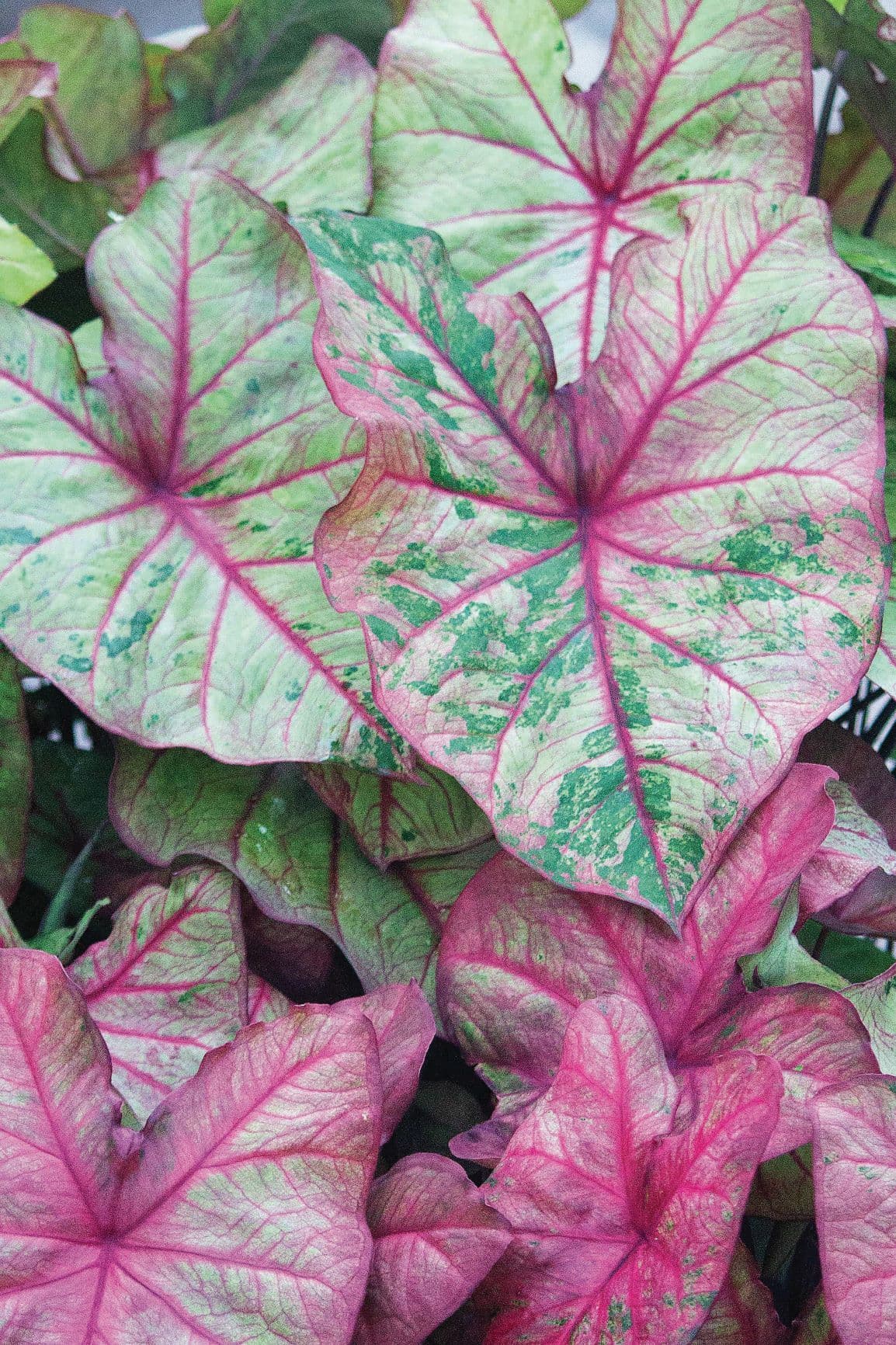 Caladium Autumn Beauty