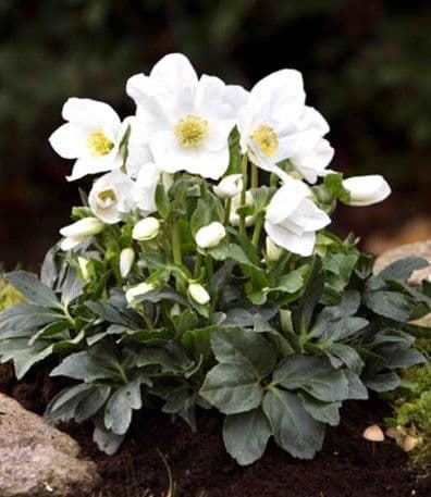 Hellebore Joel